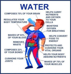 Water and the body