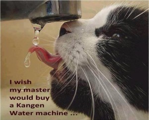 Pets and Kangen Water request